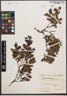 Foto von Salix waldsteiniana Willd.